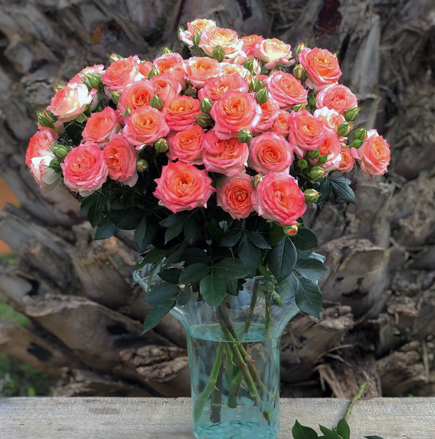 Spray roses 4 Good Twinkles multicolor 40 A1 Spray roses 4 Good Twinkles 40 A1 RED LANDS ROSES LTD KE comprar al por mayor en M-Flowers