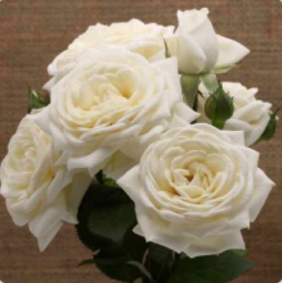 Spray roses Snow Ballet 50 A1 TAMBUZI LTD KE buy wholesale on M-Flowers