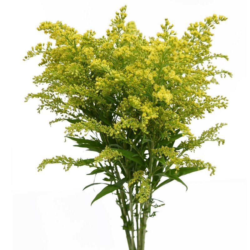 Solidago Tweety 60 A1 SHALIMAR FLOWERS (KENYA) LTD KE buy wholesale on M-Flowers