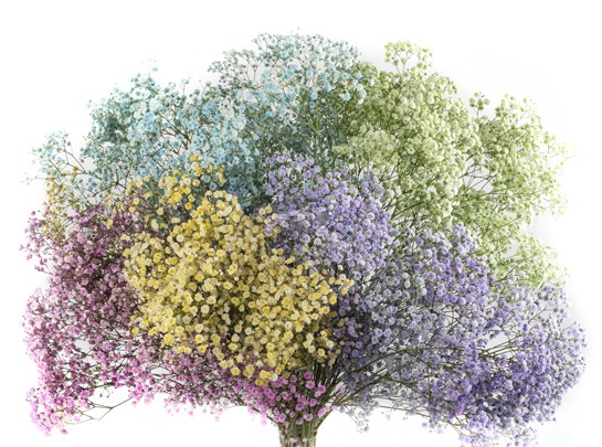 Gypsophila tinted mix 25 A1 Much Flowers EC buy wholesale on M-Flowers