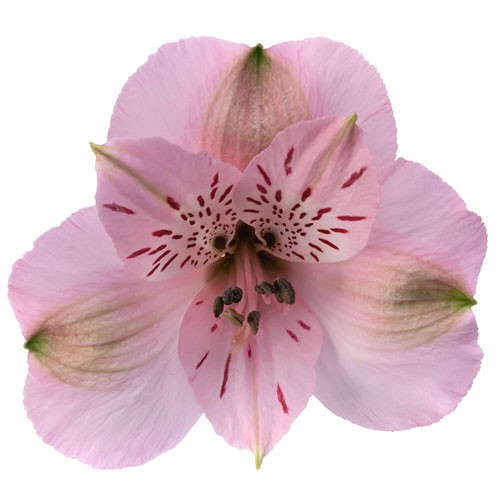 Alstroemeria light pink light-pink 70 A1 Allegro Farms Ecuador купить оптом на M-Flowers