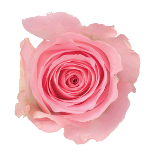 Rose Candy Floss 40 A1 KAREN ROSES LTD KE buy wholesale on M-Flowers