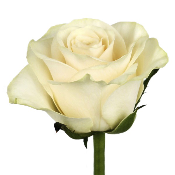 Rose Solsy 40 A1 KAREN ROSES LTD KE comprar al por mayor en M-Flowers