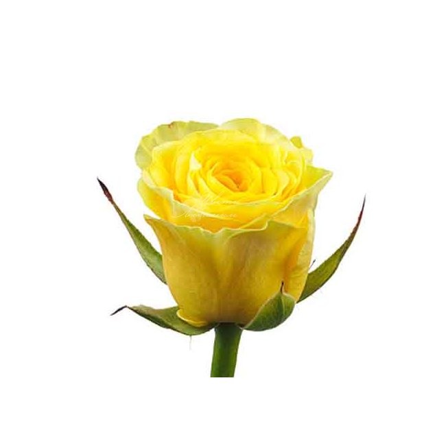 Rose Amani yellow 40 A1 Karen Roses Kenya buy wholesale on M-Flowers