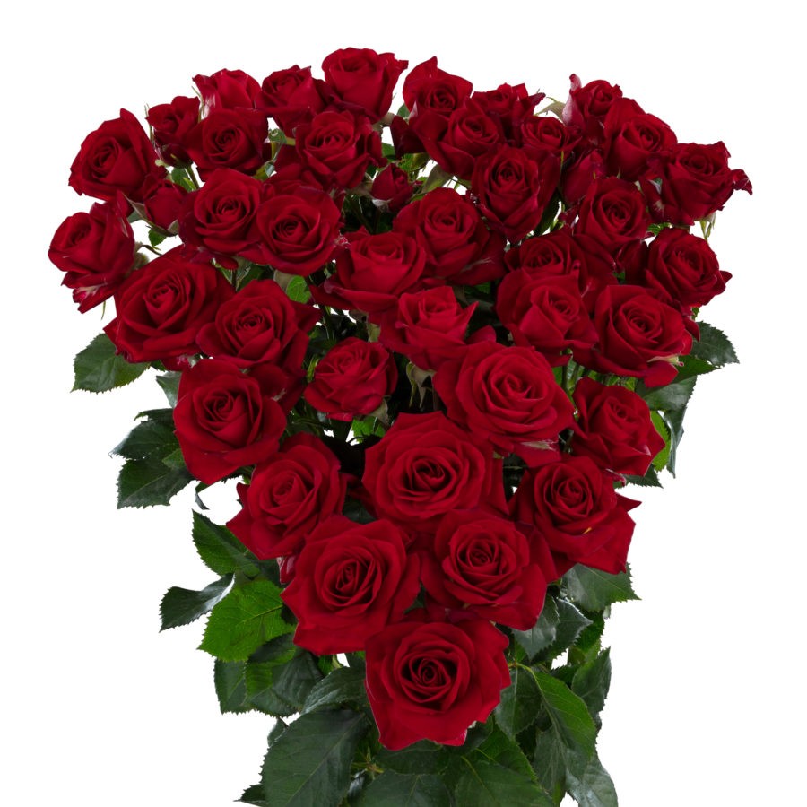 Spray roses Dominica 50 A1 KAREN ROSES LTD KE buy wholesale on M-Flowers