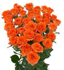 Spray roses Ariya orange 50 A1 GOLDEN TULIP FARMS LTD Kenya buy wholesale on M-Flowers