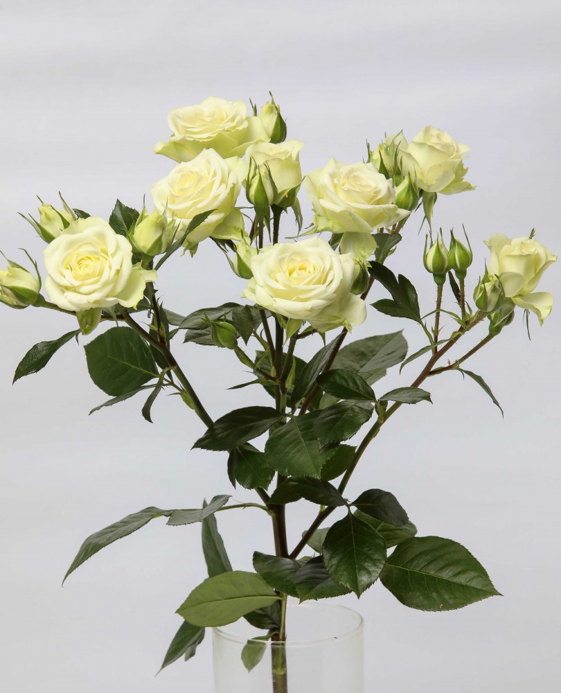 Spray roses Lyrica 40 A1 RED LANDS ROSES LTD KE buy wholesale on M-Flowers