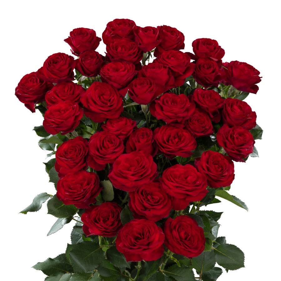 Spray roses Red Trendsetter 50 A1 HERITAGE FLOWERS LTD KE buy wholesale on M-Flowers