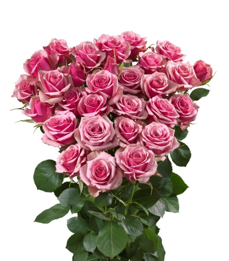 Spray roses Alexin 40 A1 RED LANDS ROSES LTD KE buy wholesale on M-Flowers
