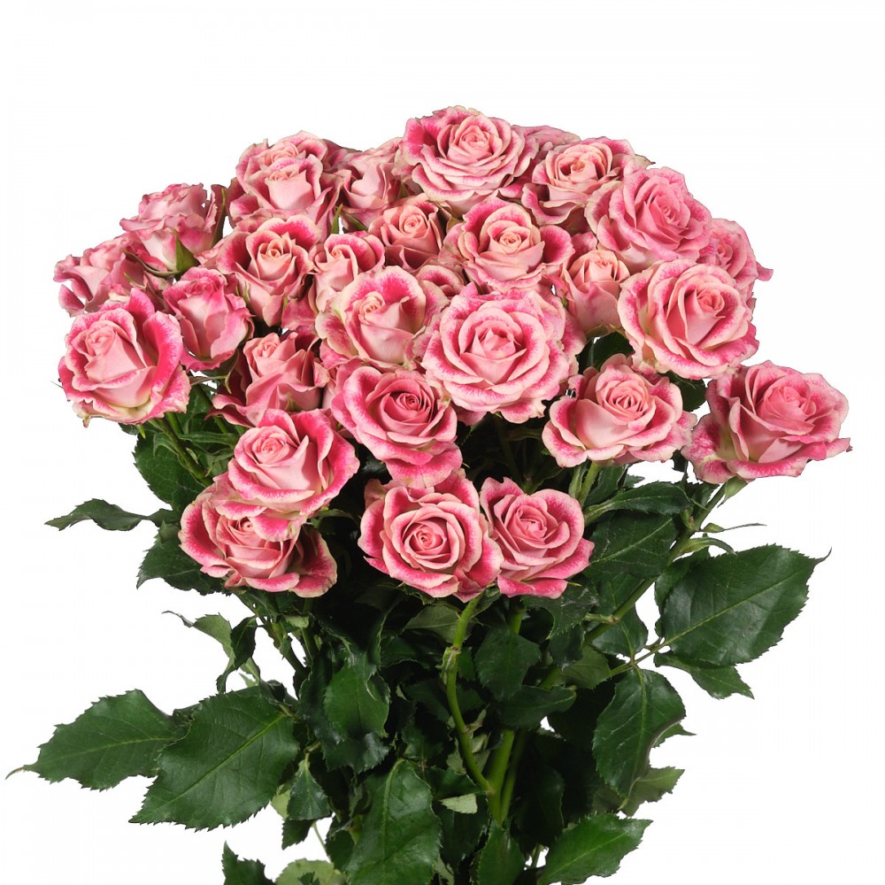 Spray roses Flinders Lane multicolor 40 A1 PANOCAL INTERNATIONAL LTD Kenya buy wholesale on M-Flowers