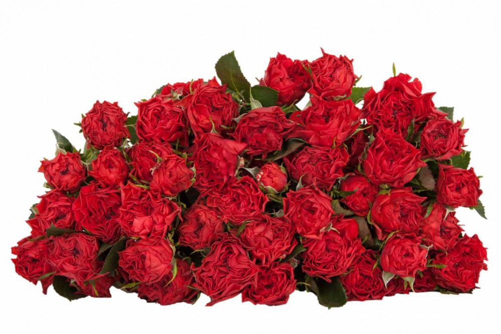 Garden Spray Rose Bella Linda Brick red 70 A1 Red Lands Roses Kenya купить оптом на M-Flowers