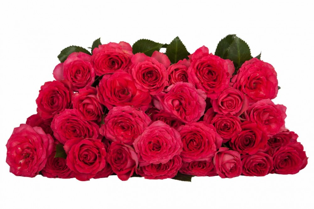 Garden Spray Rose Bella Linda Cerise 60 A1 KAREN ROSES LTD KE buy wholesale on M-Flowers