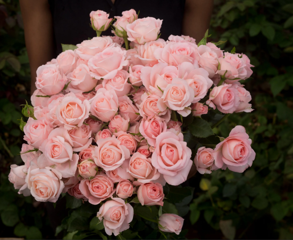 Garden Spray Rose Bella Linda Kiss pink 50 A1 Karen Roses Kenya buy wholesale on M-Flowers