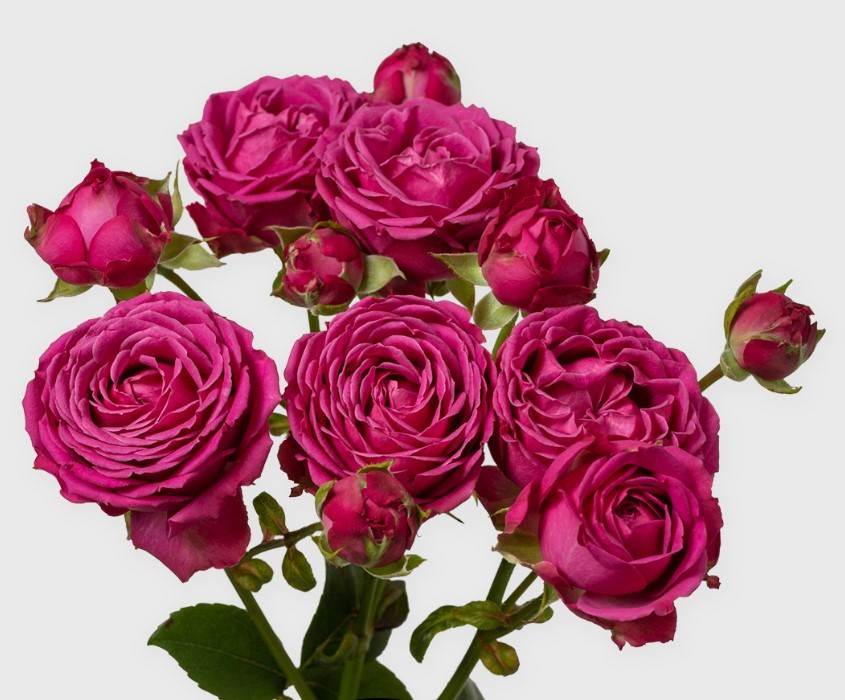 Garden Spray Rose Classic Sensation dark-pink 40 A1 Sian Roses Kenya buy wholesale on M-Flowers