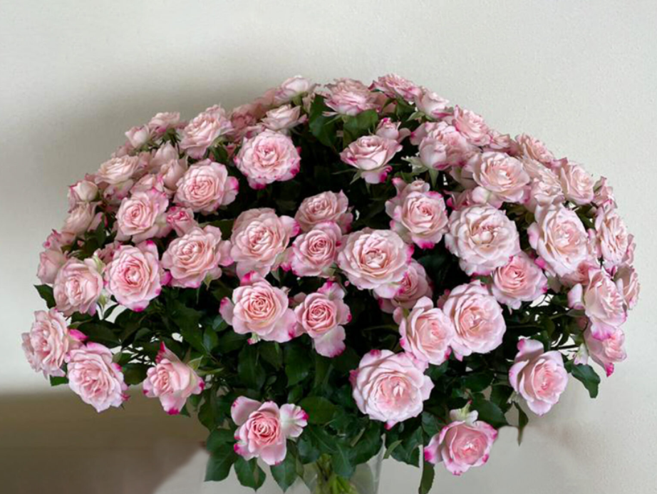 Garden Spray Rose Pink Blossom pink 60 A1 Mzurrie Flowers Kenya comprar al por mayor en M-Flowers