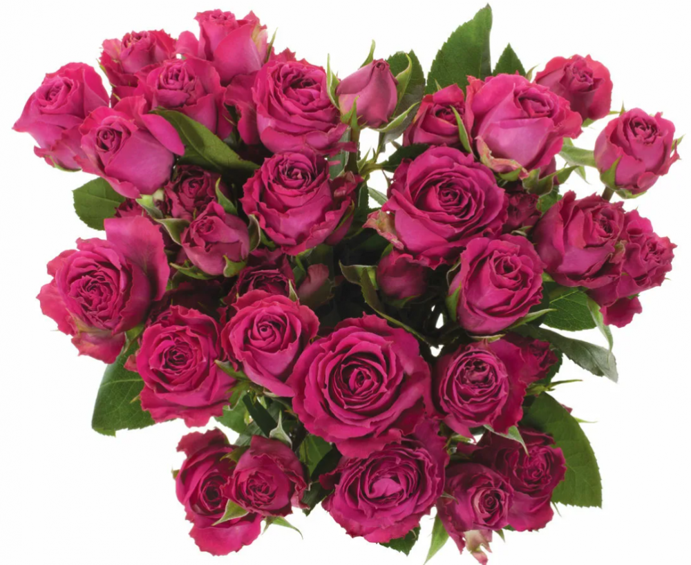Spray roses Purple Irishka dark-pink 50 A1 Spray roses Purple Irishka 50 A1 LA JOSEFINA EC buy wholesale on M-Flowers