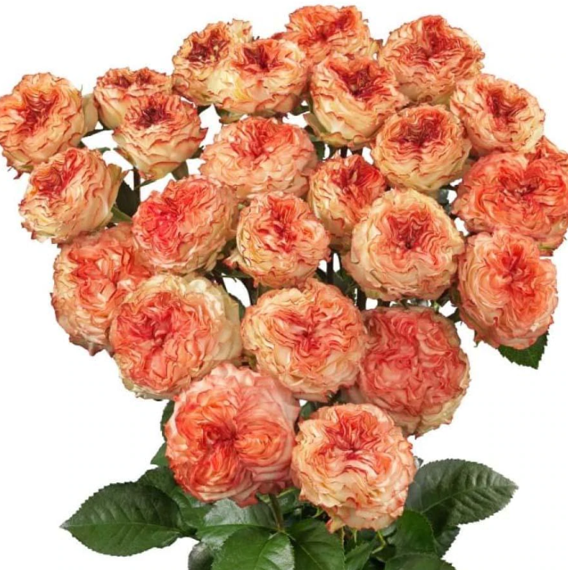 Spray roses Show Flow multicolor 40 A1 PANOCAL INTERNATIONAL LTD Kenya comprar al por mayor en M-Flowers