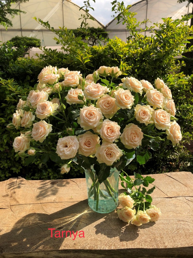 Garden Spray Rose Tarnya 40 A1 RED LANDS ROSES LTD KE купить оптом на M-Flowers