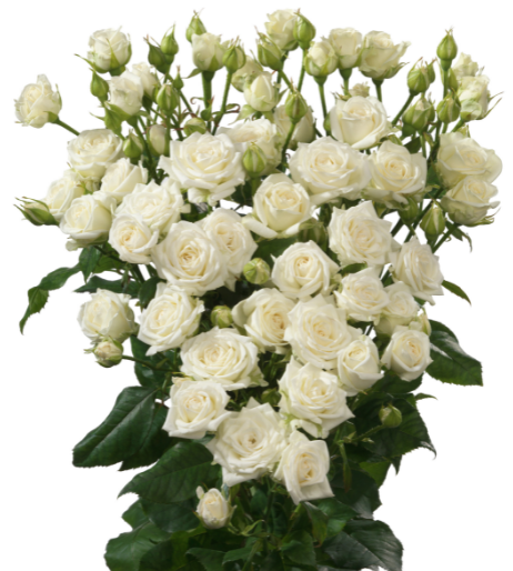 Spray roses Josephine white 40 A1 Spray roses Josephine 40 A1 RED LANDS ROSES LTD KE comprar al por mayor en M-Flowers