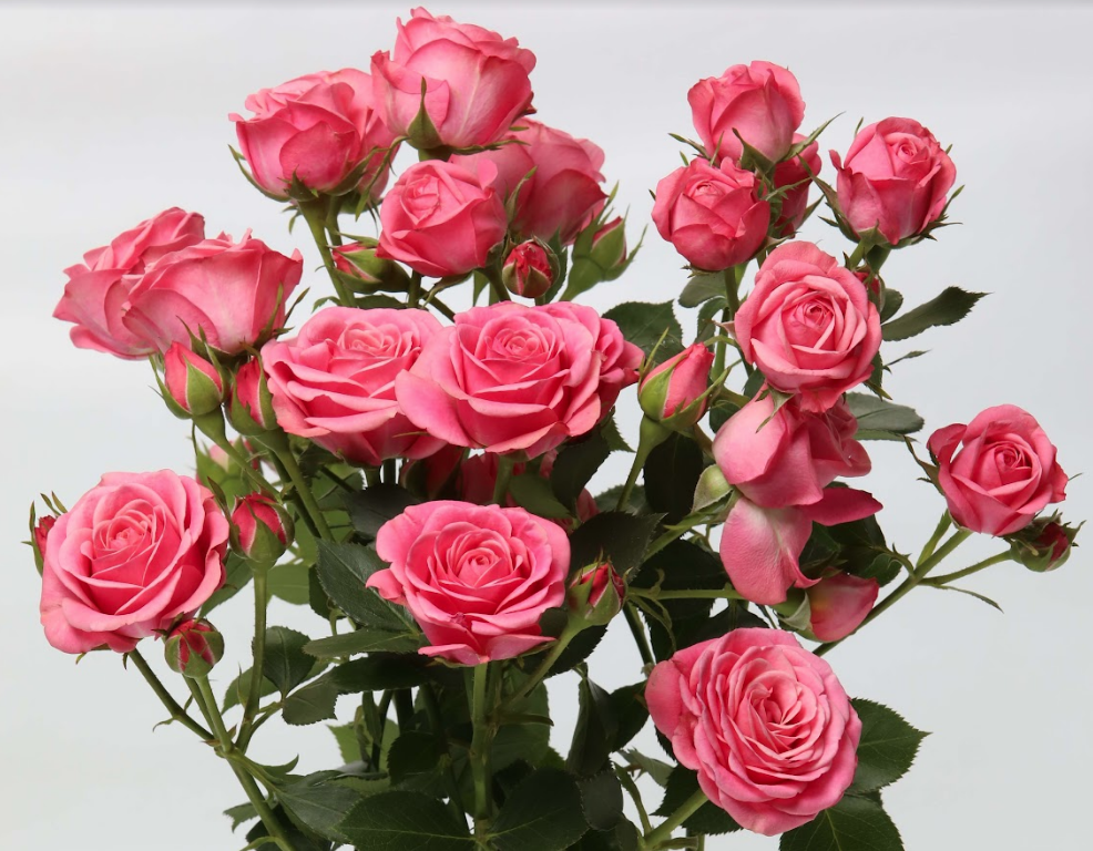 Spray roses Mon Amour 40 A1 RED LANDS ROSES LTD KE buy wholesale on M-Flowers