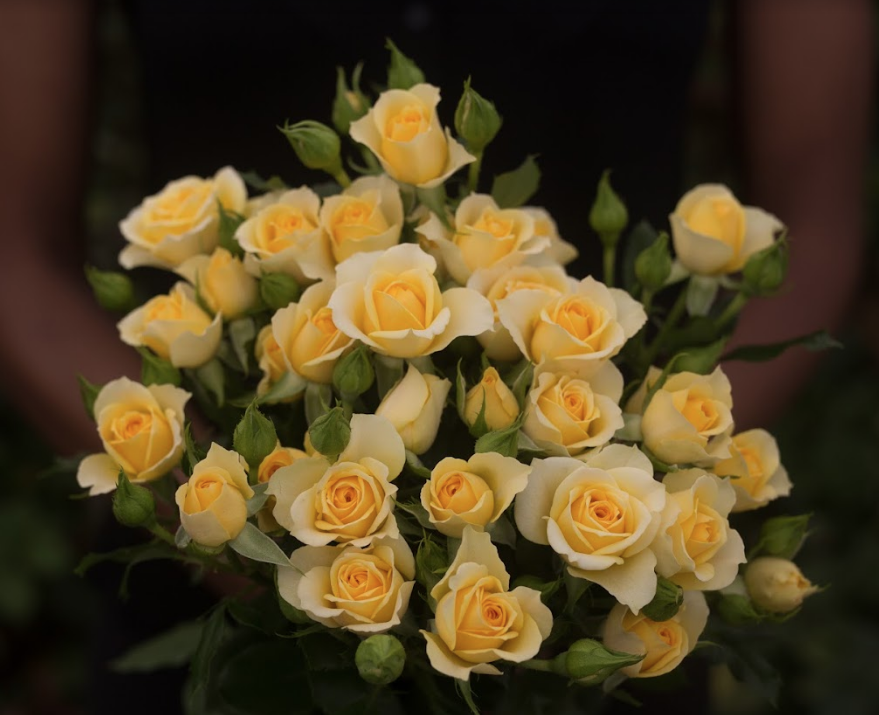 Spray roses 4 Good Yellow yellow 40 A1 Spray roses 4 Good Yellow 40 A1 RED LANDS ROSES LTD KE купить оптом на M-Flowers