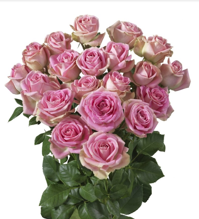 Spray roses Wendy multicolor 90 A1 Spray roses Wendy 90 A1 RED LANDS ROSES LTD KE купить оптом на M-Flowers