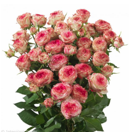 Spray roses Eye Opener 40 A1 FRESH EXCHANGE FZCO KE comprar al por mayor en M-Flowers