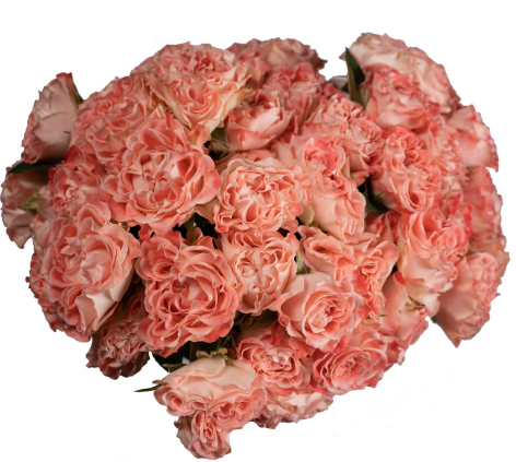 Garden Spray Rose Fair Flow 40 A1 SIAN ROSES KE comprar al por mayor en M-Flowers