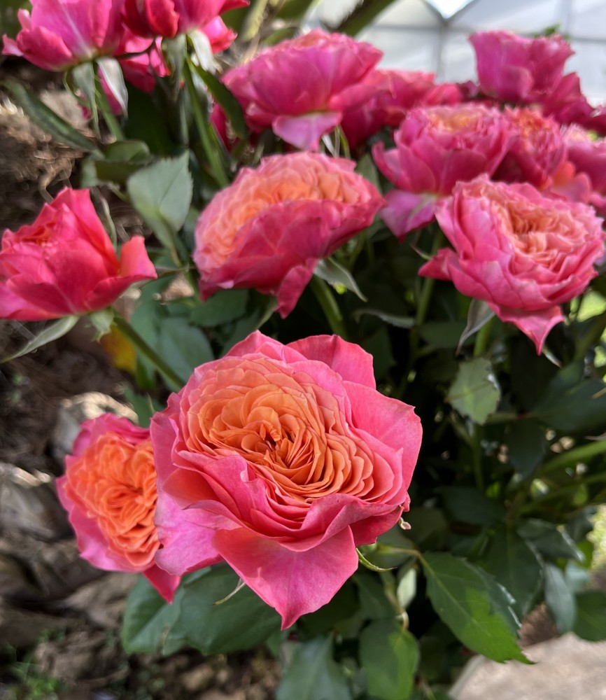 Garden Rose Richmond Park multicolor 53 A1 Garden Rose Richmond Park 53 A1 TAMBUZI LTD KE купить оптом на M-Flowers