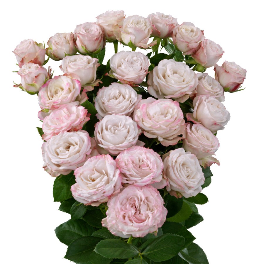 Garden Spray Rose Angel Bombastic 40 A1 FRESH EXCHANGE FZCO KE buy wholesale on M-Flowers