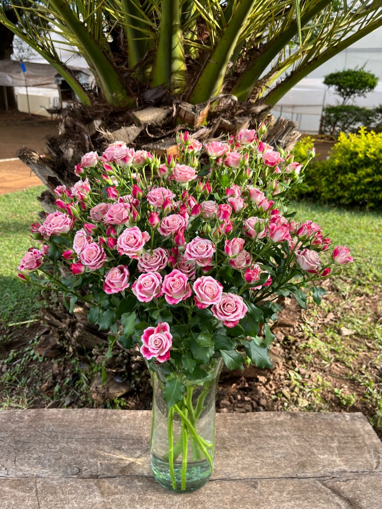 Garden Spray Rose Flinders Lane 53 A1 TAMBUZI LTD KE купить оптом на M-Flowers