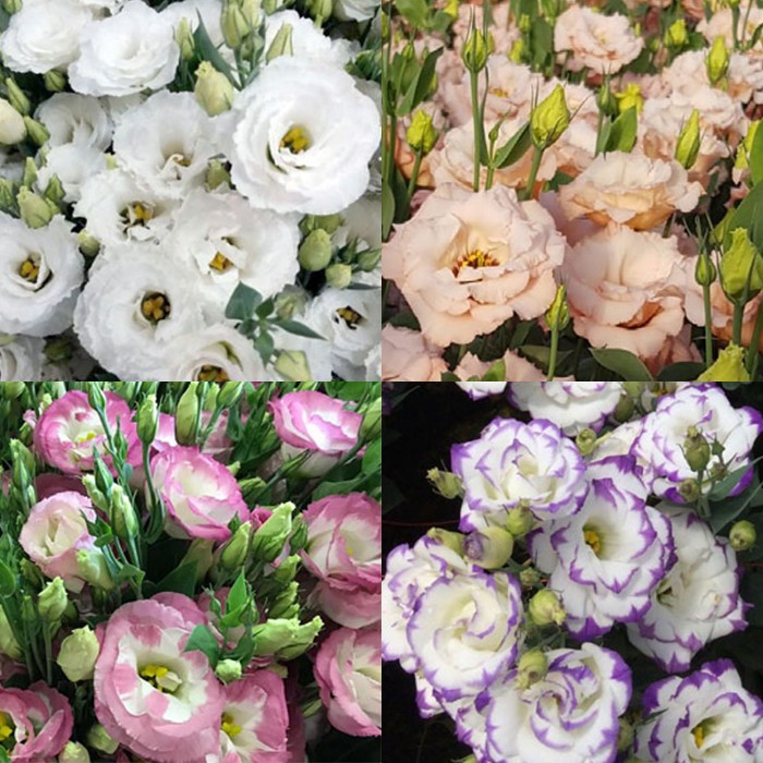 Lisianthus Mix multicolor 60 A1 FRESH EXCHANGE FZCO Kenya buy wholesale on M-Flowers