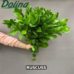 Ruscus Standart green 50 A1 Dolina Israel Israel buy wholesale on M-Flowers