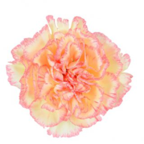 Carnation Ali Baba multicolor 70 A1  Colombia купить оптом на M-Flowers