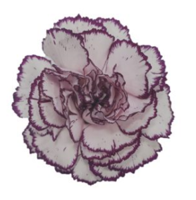 Carnation Damascus multicolor 70 A1 KM FLOWERS Ecuador купить оптом на M-Flowers