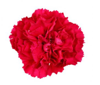 Carnation Jobim 70 A1 Coexflor EC buy wholesale on M-Flowers