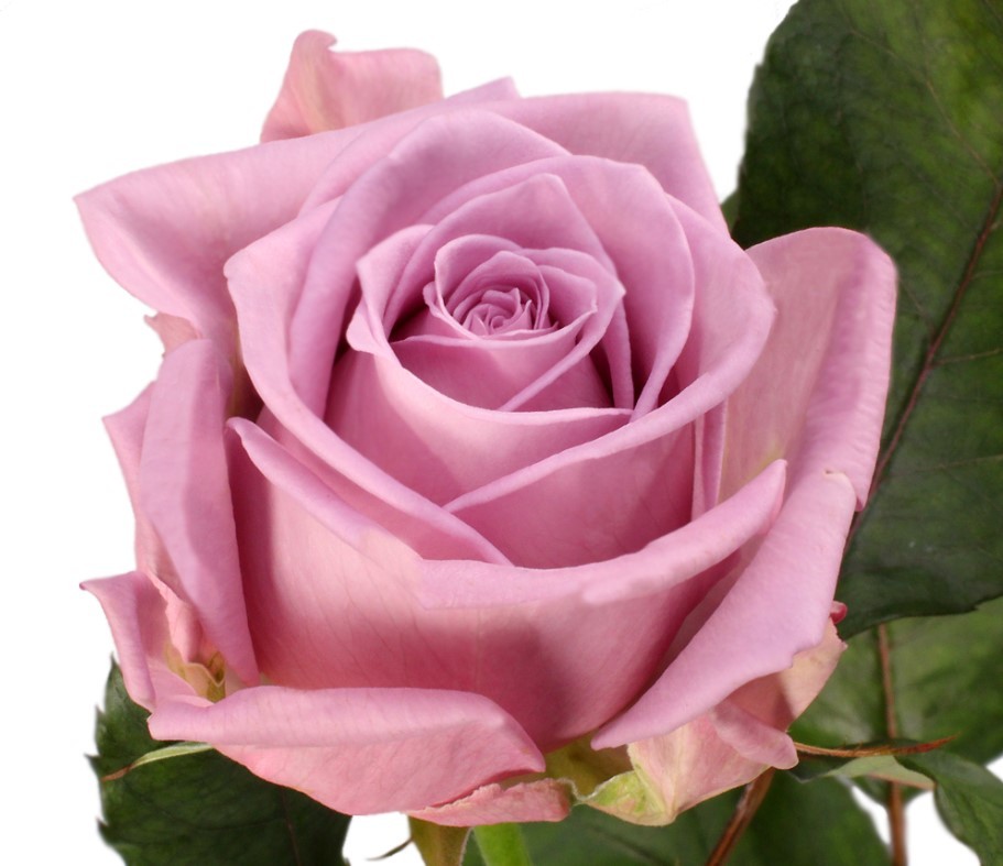 Rose Cool Water 40 A1 Cantiza EC buy wholesale on M-Flowers