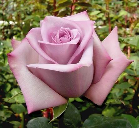 Rose Avant garde lilac-lavander 40 A1  Ecuador buy wholesale on M-Flowers