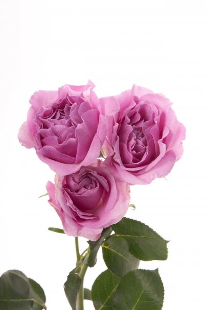 Spray roses Blue Moon lilac-lavander 50 A1 Flower Village Ecuador comprar al por mayor en M-Flowers