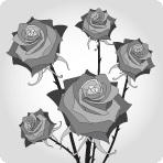 Spray roses Little Silver 40 A1 Cash market EC купить оптом на M-Flowers