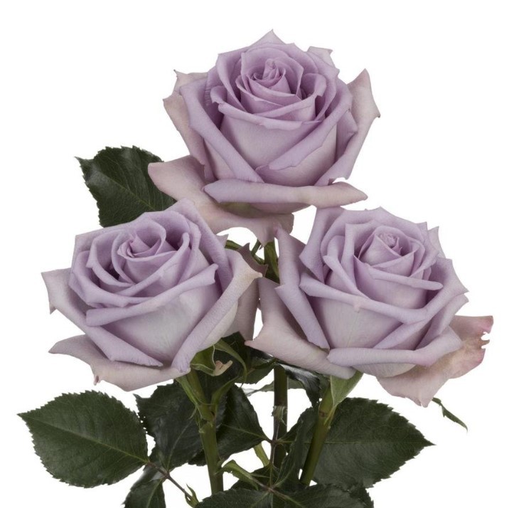 Rose Ocean Song lilac-lavander 50 A1 GREENGOLD FLOWERS Ecuador купить оптом на M-Flowers