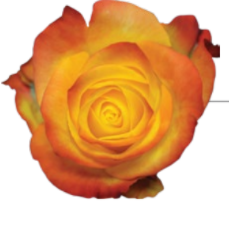 Rose Summerlight 40 A1 Cantiza EC buy wholesale on M-Flowers