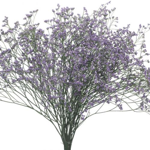 Limonium Maine Blue lilac-lavander 80 A1 Dolina Israel Israel buy wholesale on M-Flowers