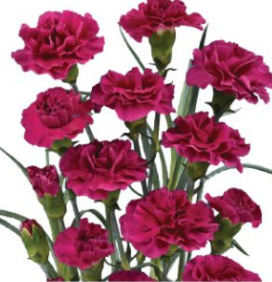 Spray Carnation Epsilon burgundy 50 A1 Batian Spray Carnation Epsilon 50 A1 GOLDEN TULIP FARMS LIMITED KE купить оптом на M-Flowers