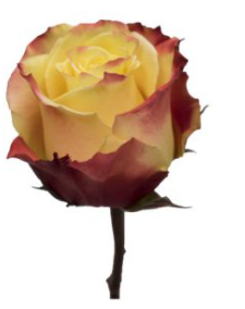 Rose Silantoy multicolor 60 A1 Albert Flowers Ecuador купить оптом на M-Flowers