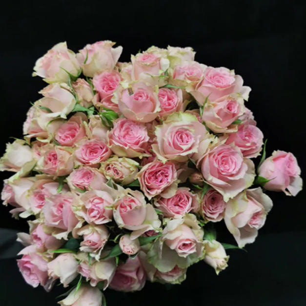 Spray roses Baby Follies 40 A1 SIAN ROSES KE купить оптом на M-Flowers