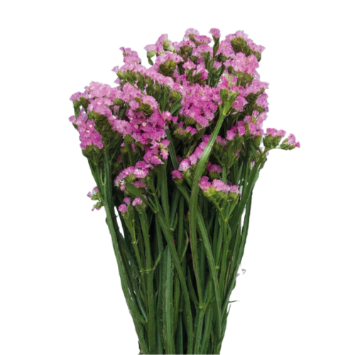 Statice Pink 70 A1 Coexflor EC buy wholesale on M-Flowers