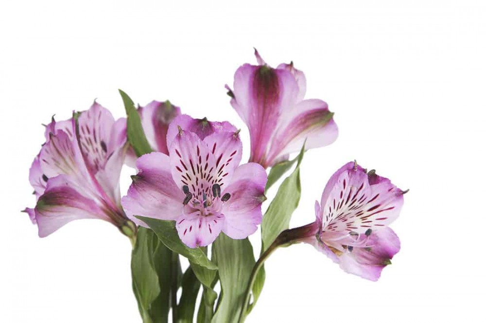 Alstroemeria Lavander 60 A1 Granada CO buy wholesale on M-Flowers