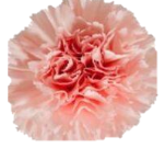 Carnation Jodie pink 60 A1 GOLDEN TULIP FARMS LTD Kenya buy wholesale on M-Flowers