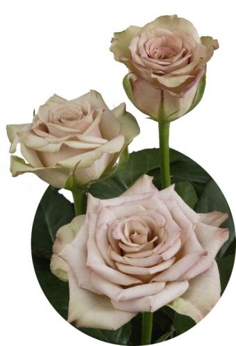 Rose Hypnose lilac-lavander 40 A1 Mzurrie Flowers Kenya buy wholesale on M-Flowers